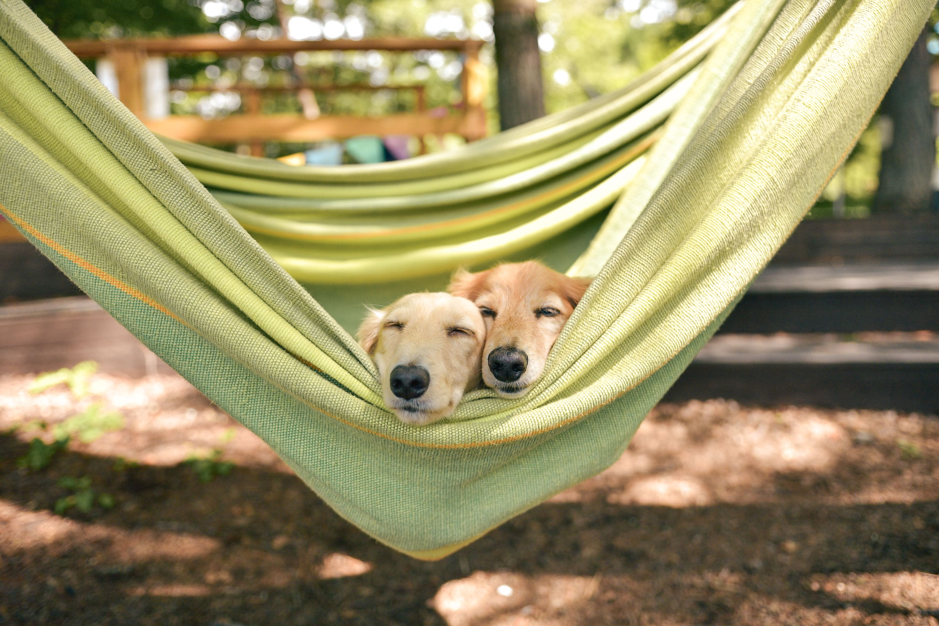 camping platin redoute animaux acceptés