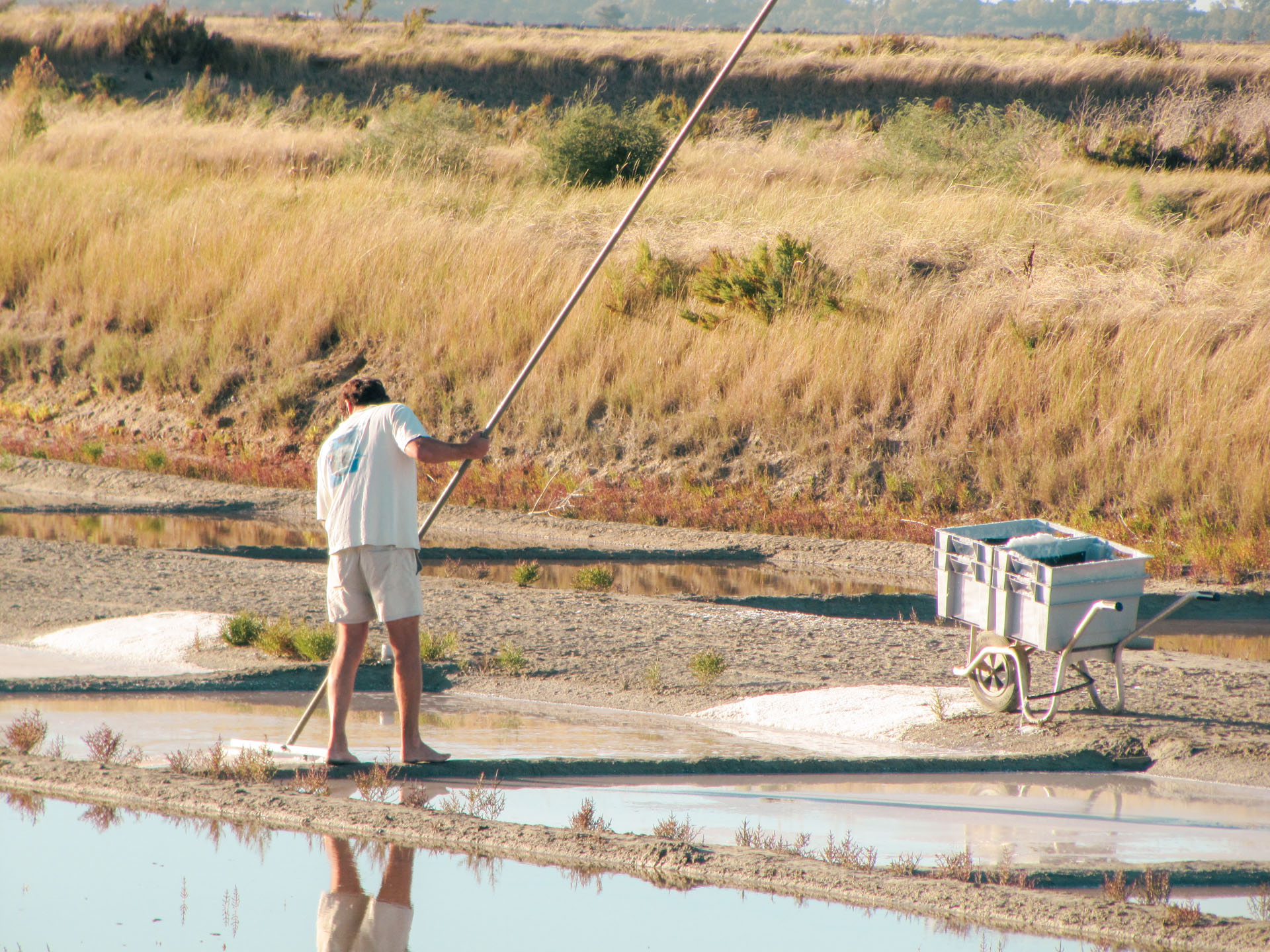 marais salant île de ré camping region